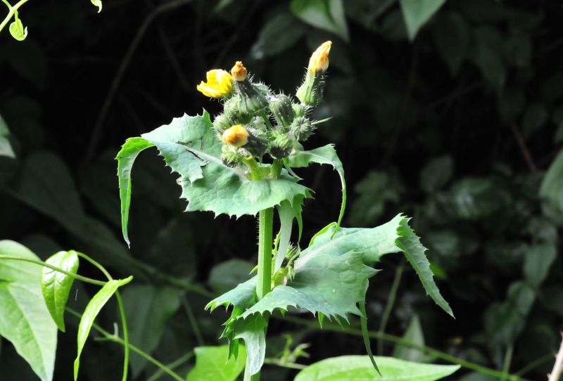 Sonchus cfr. asper